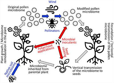 Is the plant microbiome transmitted from pollen to seeds?